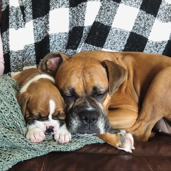 Meet your posher - Picture 3 of 6